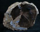 Agatized Blue Forest Petrified Wood Limb Section #9243-1